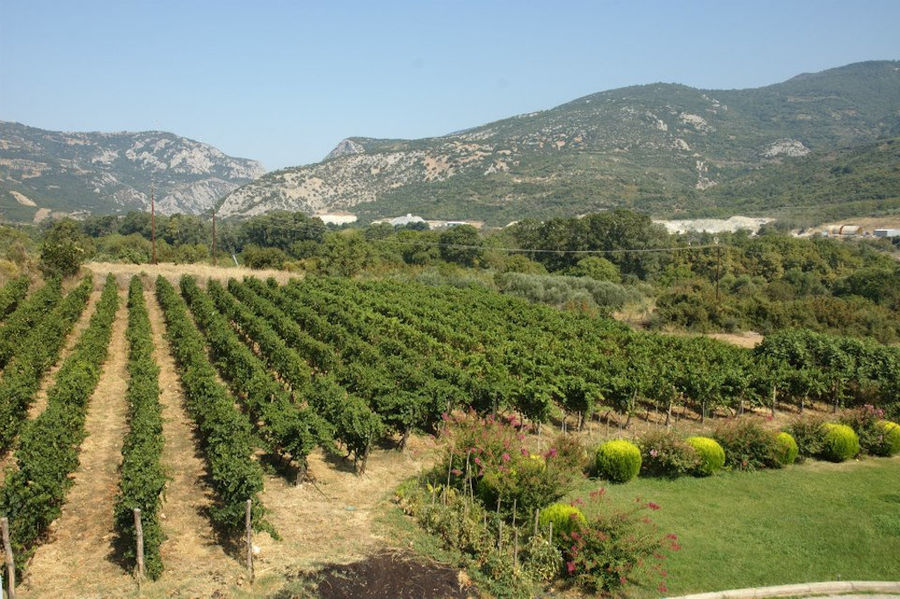 rows of vines at 'Dougos Winery' vineyards in the background of blue sky and mountains